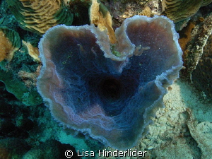 Happy Valentines Day! Purple vase sponge shaped like a he... by Lisa Hinderlider 